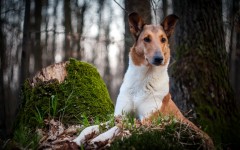 Desktop wallpaper. Dogs. ID:62226