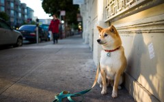 Desktop wallpaper. Dogs. ID:62235