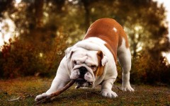 Desktop wallpaper. Dogs. ID:62243