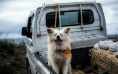 Desktop wallpaper. Dogs. ID:62246
