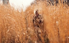 Desktop wallpaper. Dogs. ID:62247