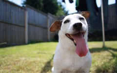 Desktop wallpaper. Dogs. ID:62272
