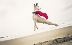 Desktop wallpaper. Dogs. ID:62332
