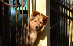 Desktop wallpaper. Dogs. ID:74724