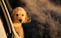 Desktop wallpaper. Dogs. ID:62400