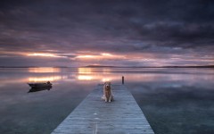 Desktop wallpaper. Dogs. ID:62478