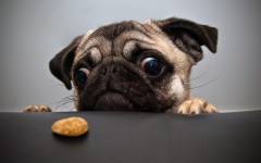 Desktop wallpaper. Dogs. ID:62535