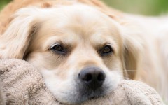 Desktop wallpaper. Dogs. ID:62574