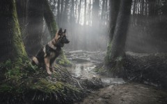 Desktop wallpaper. Dogs. ID:62608