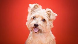 Desktop wallpaper. Dogs. ID:94785