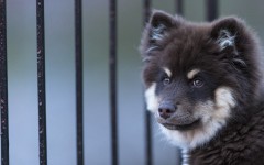 Desktop wallpaper. Dogs. ID:62677