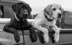 Desktop wallpaper. Dogs. ID:62713