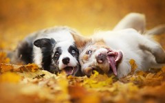 Desktop wallpaper. Dogs. ID:62720