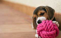 Desktop wallpaper. Dogs. ID:62771