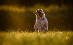 Desktop wallpaper. Dogs. ID:62792