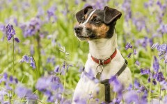 Desktop wallpaper. Dogs. ID:62846