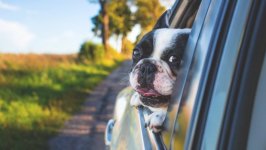 Desktop wallpaper. Dogs. ID:94760