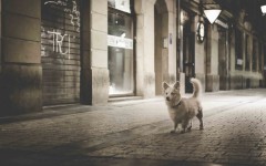 Desktop wallpaper. Dogs. ID:62909