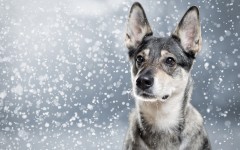 Desktop wallpaper. Dogs. ID:62923