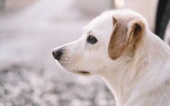Desktop wallpaper. Dogs. ID:62924