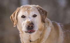 Desktop wallpaper. Dogs. ID:62931