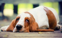 Desktop wallpaper. Dogs. ID:62935