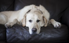Desktop wallpaper. Dogs. ID:62938