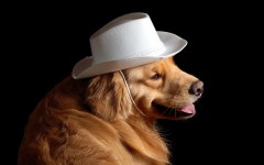 Desktop wallpaper. Dogs. ID:62946