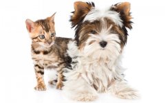 Desktop wallpaper. Dogs. ID:94777