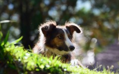 Desktop wallpaper. Dogs. ID:63005