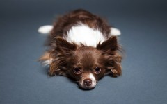 Desktop wallpaper. Dogs. ID:63011
