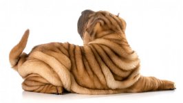 Desktop wallpaper. Dogs. ID:94653