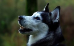 Desktop wallpaper. Dogs. ID:63056