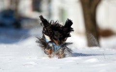 Desktop wallpaper. Dogs. ID:63059