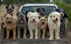 Desktop wallpaper. Dogs. ID:63065