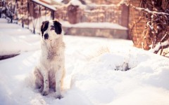 Desktop wallpaper. Dogs. ID:63069