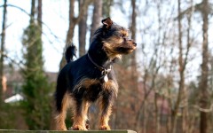 Desktop wallpaper. Dogs. ID:63070