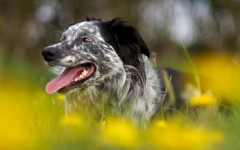 Desktop wallpaper. Dogs. ID:63130