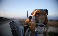 Desktop wallpaper. Dogs. ID:63133