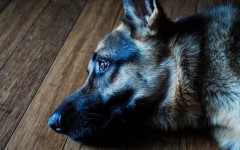 Desktop wallpaper. Dogs. ID:63148