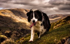 Desktop wallpaper. Dogs. ID:63179