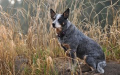 Desktop wallpaper. Dogs. ID:63184