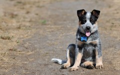 Desktop wallpaper. Dogs. ID:63185