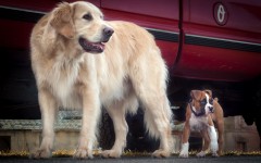 Desktop wallpaper. Dogs. ID:63230