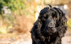 Desktop wallpaper. Dogs. ID:63232