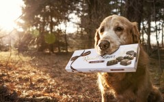 Desktop wallpaper. Dogs. ID:63236