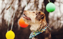 Desktop wallpaper. Dogs. ID:63248