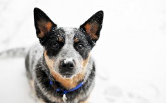 Desktop wallpaper. Dogs. ID:63284