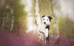Desktop wallpaper. Dogs. ID:63319