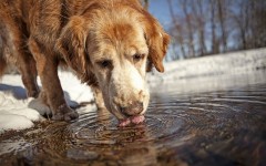 Desktop wallpaper. Dogs. ID:63343